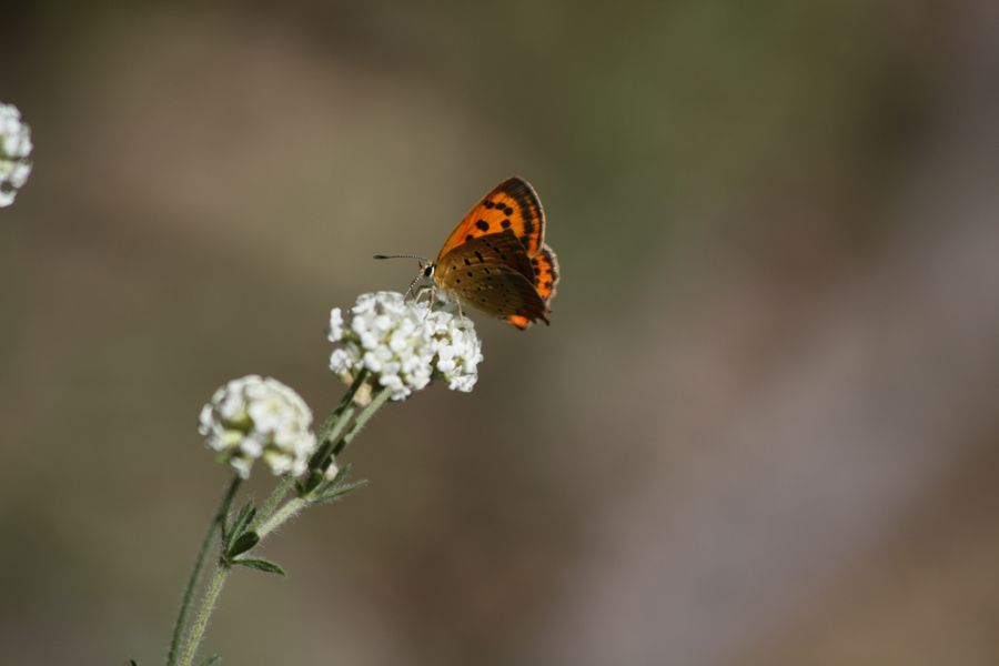 Farfalla da identificare